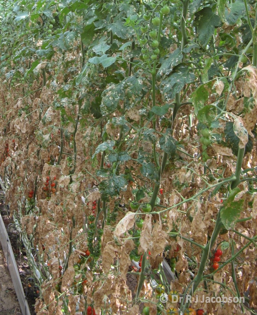 Whole crop damage caused by Tuta absoluta. Copyright of Dr R J Jacobson (RJC Ltd).